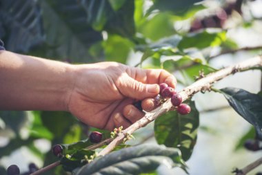 Man Hands kahve tohumu olgunlaşmış kırmızı böğürtlen yeşil eko organik çiftlikte taze tohum ağacı yetiştirir. Kapatın elleri, kırmızı kahve tohumu, robusta arabica üzümü, kahve çiftliği hasadı.