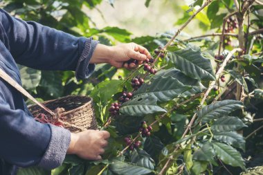Man Hands kahve tohumu olgunlaşmış kırmızı böğürtlen yeşil eko organik çiftlikte taze tohum ağacı yetiştirir. Kapatın elleri, kırmızı kahve tohumu, robusta arabica üzümü, kahve çiftliği hasadı.