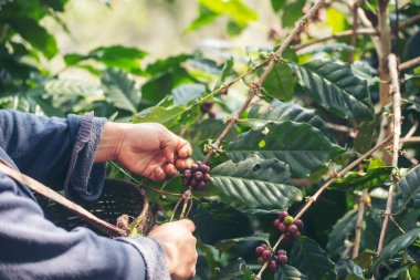 Man Hands kahve tohumu olgunlaşmış kırmızı böğürtlen yeşil eko organik çiftlikte taze tohum ağacı yetiştirir. Kapatın elleri, kırmızı kahve tohumu, robusta arabica üzümü, kahve çiftliği hasadı.
