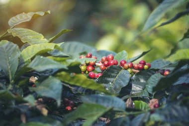 Olgun kırmızı kahve çekirdeği tohumu tohumu tohumu yeşil eko organik çiftlikte yetişen kahve ağacı. Kahve bahçesi için kırmızı, olgun, robusta arabica üzümlerini toplayın. Taze kahve yeşil yaprak çalısı.