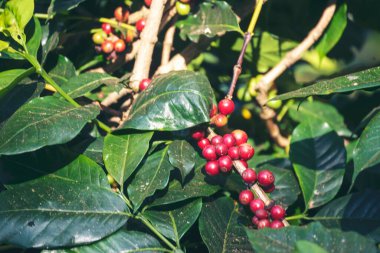 Olgun kırmızı kahve çekirdeği tohumu tohumu tohumu yeşil eko organik çiftlikte yetişen kahve ağacı. Kahve bahçesi için kırmızı, olgun, robusta arabica üzümlerini toplayın. Taze kahve yeşil yaprak çalısı.