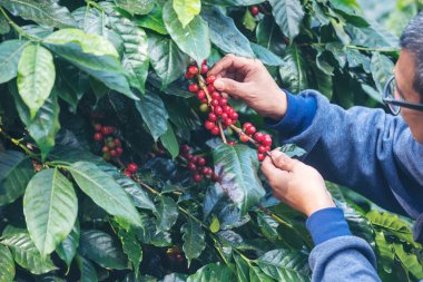 Man Hands kahve tohumu olgunlaşmış kırmızı böğürtlen yeşil eko organik çiftlikte taze tohum ağacı yetiştirir. Kapatın elleri, kırmızı kahve tohumu, robusta arabica üzümü, kahve çiftliği hasadı.
