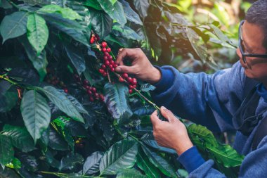 Man Hands kahve tohumu olgunlaşmış kırmızı böğürtlen yeşil eko organik çiftlikte taze tohum ağacı yetiştirir. Kapatın elleri, kırmızı kahve tohumu, robusta arabica üzümü, kahve çiftliği hasadı.