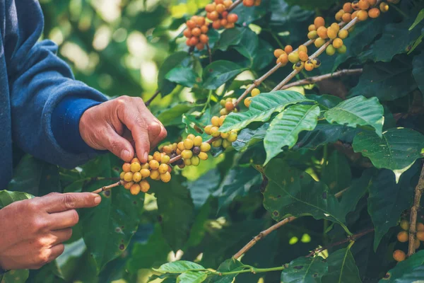 Man Hands harvest coffee bean ripe Red berries plant fresh seed coffee tree growth in green eco organic farm. Close up hands harvest red ripe coffee seed robusta arabica berry harvesting coffee farm