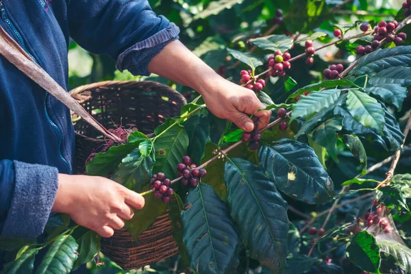 Man Hands Harvest Coffee Bean Ripe Red Berries Plant Fresh — Stock Photo, Image