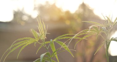 Yeşil Marihuana ağacı esrarı seraya narkotik bitkiler eker. Kenevir yaprağı güneş ışığında kenevir ham petrol ilaç çiftliği yaptı. Tam kan sayımı, THC bitki tarımı, ot yaprağı, ot, ilaç, sağlık konsepti.