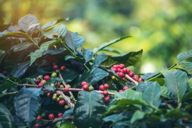 Olgun kırmızı kahve çekirdeği tohumu tohumu tohumu yeşil eko organik çiftlikte yetişen kahve ağacı. Kahve bahçesi için kırmızı, olgun, robusta arabica üzümlerini toplayın. Taze kahve yeşil yaprak çalısı.