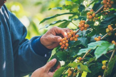Man Hands kahve tohumu olgunlaşmış kırmızı böğürtlen yeşil eko organik çiftlikte taze tohum ağacı yetiştirir. Kapatın elleri, kırmızı kahve tohumu, robusta arabica üzümü, kahve çiftliği hasadı.