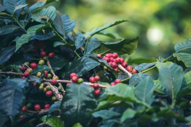 Olgun kırmızı kahve çekirdeği tohumu tohumu tohumu yeşil eko organik çiftlikte yetişen kahve ağacı. Kahve bahçesi için kırmızı, olgun, robusta arabica üzümlerini toplayın. Taze kahve yeşil yaprak çalısı.