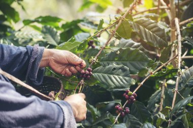 Man Hands kahve tohumu olgunlaşmış kırmızı böğürtlen yeşil eko organik çiftlikte taze tohum ağacı yetiştirir. Kapatın elleri, kırmızı kahve tohumu, robusta arabica üzümü, kahve çiftliği hasadı.