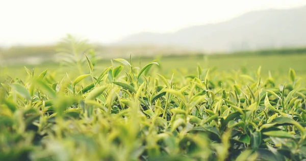 Folhas Árvore Chá Verde Fresco Fazenda Ervas Ecológicas Plantações Chá — Fotografia de Stock