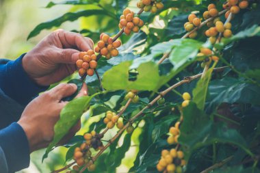 Man Hands kahve tohumu olgunlaşmış kırmızı böğürtlen yeşil eko organik çiftlikte taze tohum ağacı yetiştirir. Kapatın elleri, kırmızı kahve tohumu, robusta arabica üzümü, kahve çiftliği hasadı.