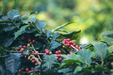 Olgun kırmızı kahve çekirdeği tohumu tohumu tohumu yeşil eko organik çiftlikte yetişen kahve ağacı. Kahve bahçesi için kırmızı, olgun, robusta arabica üzümlerini toplayın. Taze kahve yeşil yaprak çalısı.