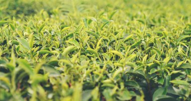 Bitki çiftliğinde taze yeşil çay ağacı yaprakları. Sabah güneşinde ağaç çay tarlaları. Taze bitkisel yeşil bahçe çiftliği. Organik içecek çalıları gevşetecek. Çiftlikte yeşil çay ağacı