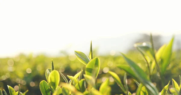 Chá Verde Folhas Frescas Fazenda Ervas Ecológicas Plantações Chá Árvore — Fotografia de Stock