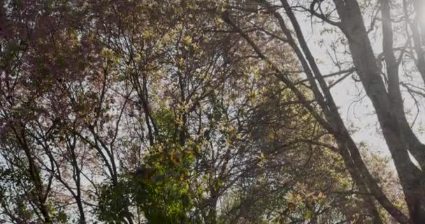 Pohon Hijau Alam Cahaya Sinar Matahari Ajaib Hutan Sinar Matahari — Stok Video