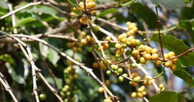 Sarı kahve çekirdekli böğürtlen tohumu, yeşil burbon eko organik çiftliğinde taze kahve ağacı yetişiyor. Sarı olgun tohumlu böğürtlen hasadı Arabika kahve bahçesini kapatın. Taze kahve yeşil yaprak çalısı.