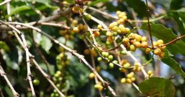 Sarı kahve çekirdekli böğürtlen tohumu, yeşil burbon eko organik çiftliğinde taze kahve ağacı yetişiyor. Sarı olgun tohumlu böğürtlen hasadı Arabika kahve bahçesini kapatın. Taze kahve yeşil yaprak çalısı.