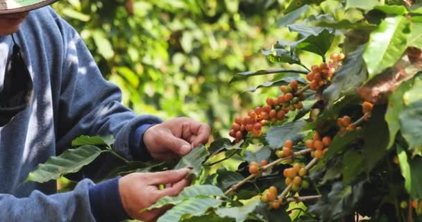 Man Hands Récolte Grain Café Jaune Baies Mûres Plantent Des — Video