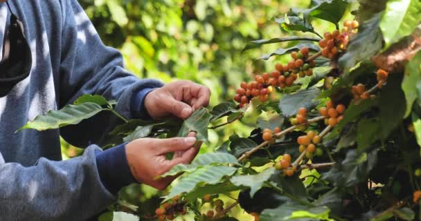 Close Hands Harvest Yellow Ripe Coffee Seed Robusta Arabica Berry — Stock Video