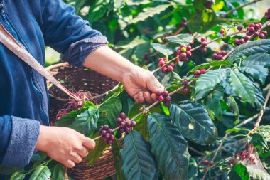 Man Hands kahve tohumu olgunlaşmış kırmızı böğürtlen yeşil eko organik çiftlikte taze tohum ağacı yetiştirir. Kapatın elleri, kırmızı kahve tohumu, robusta arabica üzümü, kahve çiftliği hasadı.