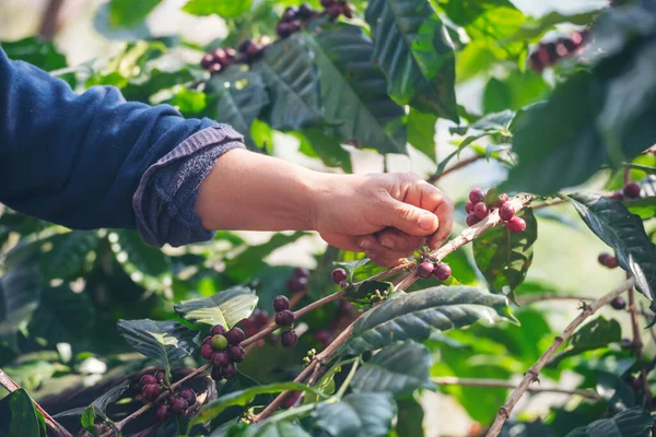 Man Hands kahve tohumu olgunlaşmış kırmızı böğürtlen yeşil eko organik çiftlikte taze tohum ağacı yetiştirir. Kapatın elleri, kırmızı kahve tohumu, robusta arabica üzümü, kahve çiftliği hasadı.