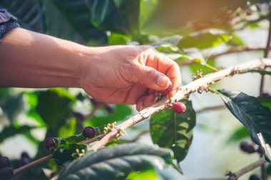 Man Hands kahve tohumu olgunlaşmış kırmızı böğürtlen yeşil eko organik çiftlikte taze tohum ağacı yetiştirir. Kapatın elleri, kırmızı kahve tohumu, robusta arabica üzümü, kahve çiftliği hasadı.