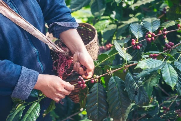 Man Hands harvest coffee bean ripe Red berries plant fresh seed coffee tree growth in green eco organic farm. Close up hands harvest red ripe coffee seed robusta arabica berry harvesting coffee farm