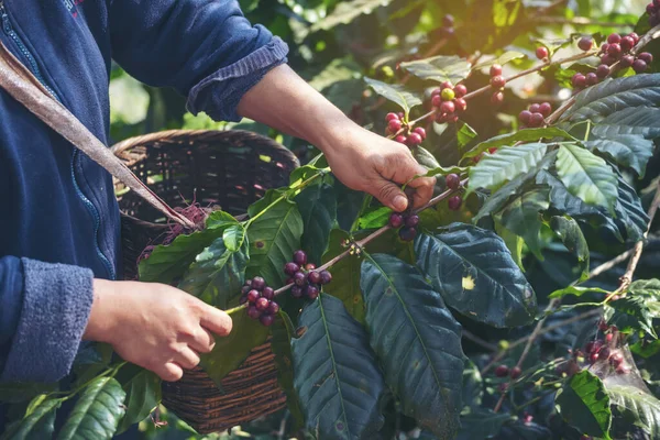Man Hands Harvest Coffee Bean Ripe Red Berries Plant Fresh — Stock Photo, Image
