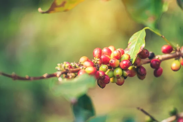 Dojrzała Czerwona Kawa Ziarna Jagody Roślin Świeżych Nasion Drzewa Kawowego — Zdjęcie stockowe