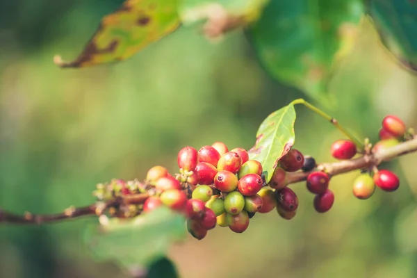 Dojrzała Czerwona Kawa Ziarna Jagody Roślin Świeżych Nasion Drzewa Kawowego — Zdjęcie stockowe