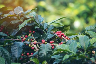 Olgun kırmızı kahve çekirdeği tohumu tohumu tohumu yeşil eko organik çiftlikte yetişen kahve ağacı. Kahve bahçesi için kırmızı, olgun, robusta arabica üzümlerini toplayın. Taze kahve yeşil yaprak çalısı.