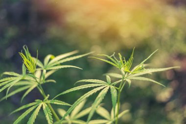 Yeşil Marihuana ağacı esrarı seraya narkotik bitkiler eker. Kenevir yaprağı güneş ışığında kenevir ham petrol ilaç çiftliği yaptı. Tam kan sayımı, THC bitki tarımı, ot yaprağı, ot, ilaç, sağlık konsepti.