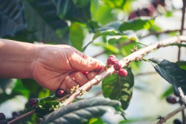 Man Hands kahve tohumu olgunlaşmış kırmızı böğürtlen yeşil eko organik çiftlikte taze tohum ağacı yetiştirir. Kapatın elleri, kırmızı kahve tohumu, robusta arabica üzümü, kahve çiftliği hasadı.
