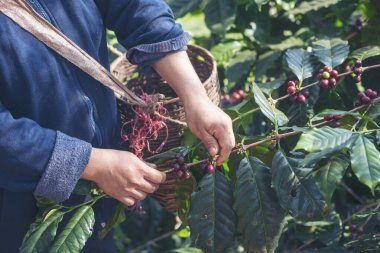 Man Hands kahve tohumu olgunlaşmış kırmızı böğürtlen yeşil eko organik çiftlikte taze tohum ağacı yetiştirir. Kapatın elleri, kırmızı kahve tohumu, robusta arabica üzümü, kahve çiftliği hasadı.