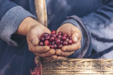 Man Hands kahve tohumu olgunlaşmış kırmızı böğürtlen yeşil eko organik çiftlikte taze tohum ağacı yetiştirir. Kapatın elleri, kırmızı kahve tohumu, robusta arabica üzümü, kahve çiftliği hasadı.