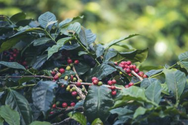 Olgun kırmızı kahve çekirdeği tohumu tohumu tohumu yeşil eko organik çiftlikte yetişen kahve ağacı. Kahve bahçesi için kırmızı, olgun, robusta arabica üzümlerini toplayın. Taze kahve yeşil yaprak çalısı.