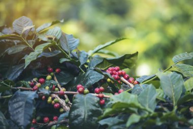 Olgun kırmızı kahve çekirdeği tohumu tohumu tohumu yeşil eko organik çiftlikte yetişen kahve ağacı. Kahve bahçesi için kırmızı, olgun, robusta arabica üzümlerini toplayın. Taze kahve yeşil yaprak çalısı.