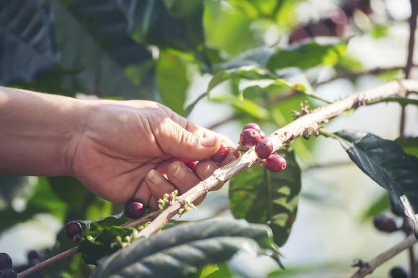 Man Hands harvest coffee bean ripe Red berries plant fresh seed coffee tree growth in green eco organic farm. Close up hands harvest red ripe coffee seed robusta arabica berry harvesting coffee farm