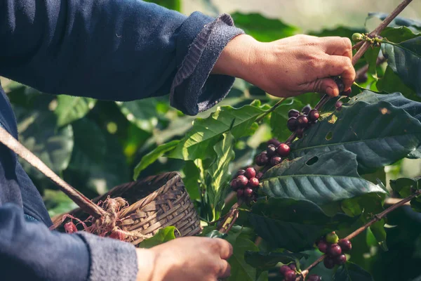 Man Hands harvest coffee bean ripe Red berries plant fresh seed coffee tree growth in green eco organic farm. Close up hands harvest red ripe coffee seed robusta arabica berry harvesting coffee farm