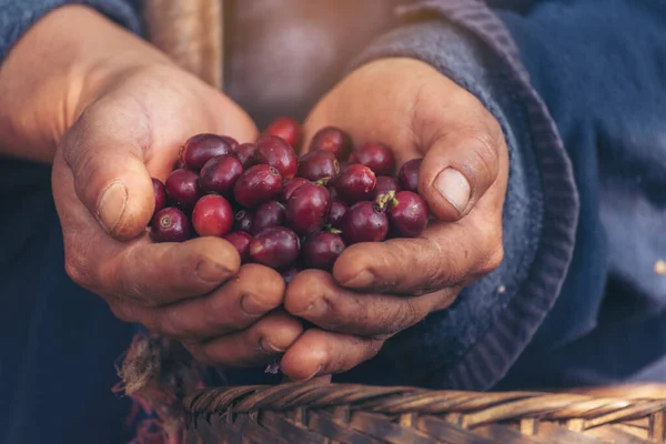 Man Hands harvest coffee bean ripe Red berries plant fresh seed coffee tree growth in green eco organic farm. Close up hands harvest red ripe coffee seed robusta arabica berry harvesting coffee farm