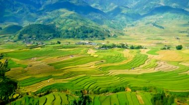 Rice Field Green ekosistem Asya pirinç tarlası Vietnam yeşil çiftliği. Organik çiftlikte tropikal gün doğumu olan altın yeşili pirinç terasları ekin..