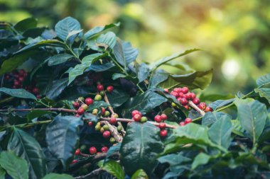 Olgun kırmızı kahve çekirdeği tohumu tohumu tohumu yeşil eko organik çiftlikte yetişen kahve ağacı. Kahve bahçesi için kırmızı, olgun, robusta arabica üzümlerini toplayın. Taze kahve yeşil yaprak çalısı.