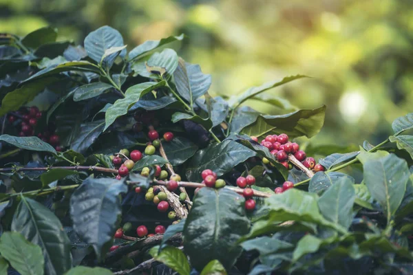 Olgun kırmızı kahve çekirdeği tohumu tohumu tohumu yeşil eko organik çiftlikte yetişen kahve ağacı. Kahve bahçesi için kırmızı, olgun, robusta arabica üzümlerini toplayın. Taze kahve yeşil yaprak çalısı.