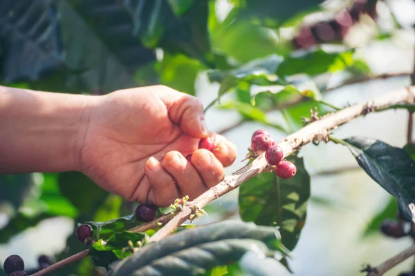 Man Hands harvest coffee bean ripe Red berries plant fresh seed coffee tree growth in green eco organic farm. Close up hands harvest red ripe coffee seed robusta arabica berry harvesting coffee farm