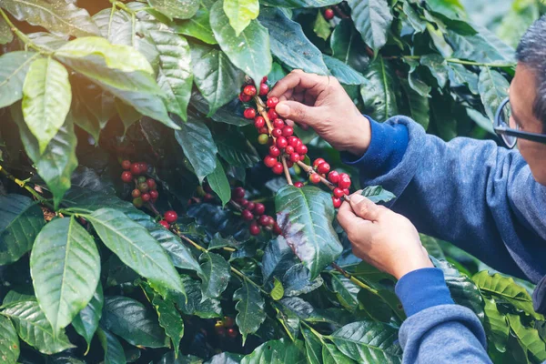 Man Hands harvest coffee bean ripe Red berries plant fresh seed coffee tree growth in green eco organic farm. Close up hands harvest red ripe coffee seed robusta arabica berry harvesting coffee farm