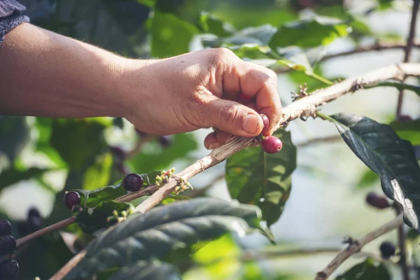 Man Hands harvest coffee bean ripe Red berries plant fresh seed coffee tree growth in green eco organic farm. Close up hands harvest red ripe coffee seed robusta arabica berry harvesting coffee farm