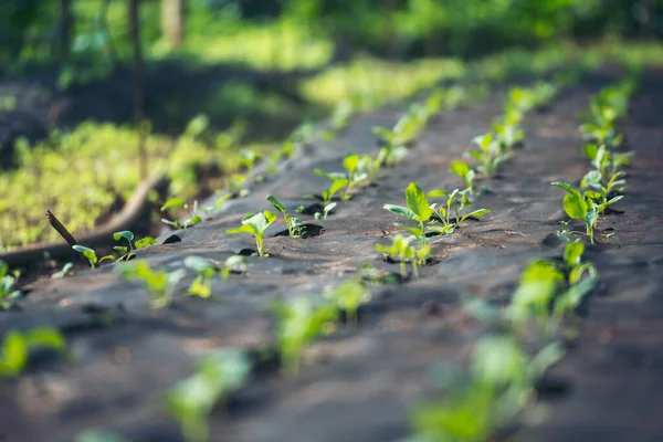 Salad farm vegetable green oak lettuce. Close up fresh organic hydroponic vegetable plantation produce green salad hydroponic cultivate farm. Green oak lettuce salad in green Organic plantation Farm