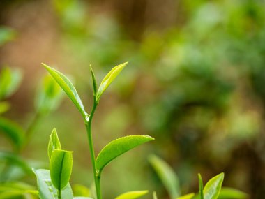 Yeşil çay ağacı organik tarım günışığında kamelya sinensis yaprakları bırakır. Yaz sabahı taze taze taze tomurcuk çiftliği. Güneş ışığı yeşil çay ağacı bitkisi. Ağaç çayını kapatın Sabah yeşil doğa