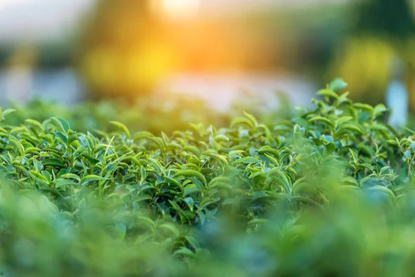 Green tea tree leaves field Fresh young tender bud herbal in farm on summer morning. Sunlight Green tea tree plant camellia sinensis in organic farm. Close up Tree tea plant green nature in morning